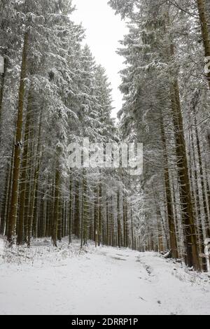 Winterberg, Sauerland, Nordrhein-Westfalen, Deutschland - Schneewald. Stockfoto