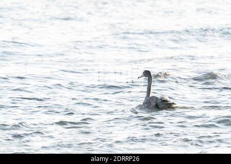 Wilde Schwäne auf dem Meer Stockfoto