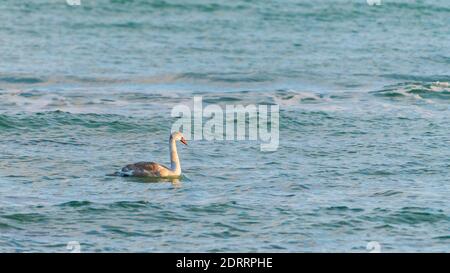 Wilde Schwäne auf dem Meer Stockfoto