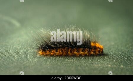 Die Garten Tiger Moth Raupe oder Woolly Bär Raupe weil Seiner langen Haare Stockfoto
