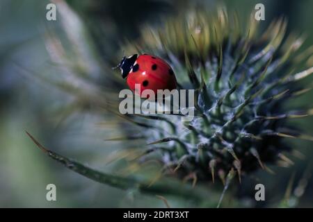 Nahaufnahme rote Dame Bug auf einer Distel Stockfoto