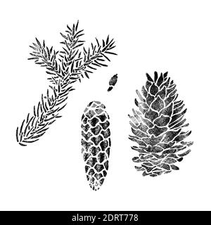 Fichtenelemente für Design isoliert auf Weiß. Picea Zweig, Kegel, Samen. Handgezeichnete botanische Illustration Stockfoto