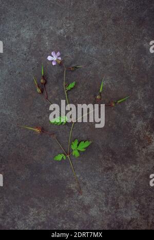 Stamm von Herb robert oder Geranium robertianum mit einzelnen rosa Blume und bemalte Früchte liegen auf beschmutztem Metall Stockfoto