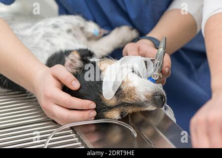 Tierarzt bereitet kleine niedliche krank Jack Russell Terrier Hund für die Operation in der Tierklinik. Er ist für die künstliche Atmung intubiert. Stockfoto