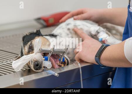 Tierarzt bereitet kleine niedliche krank Jack Russell Terrier Hund für die Operation in der Tierklinik. Er ist für die künstliche Atmung intubiert. Stockfoto