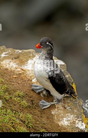 Papegaaialk zittend op Rots, Parakeet Auklet thront auf Rock Stockfoto