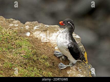 Papegaaialk zittend op Rots, Parakeet Auklet thront auf Rock Stockfoto