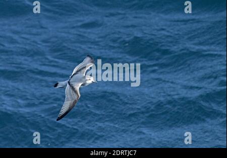 Antarctische Prion (Pachyptila desolata) Fliegen über dem Meer in der Nähe der Antarktis. Stockfoto