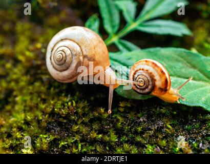 Zwei kleine Traubenschnecken krabbeln im Wald auf Moos und grünen Blättern. Makrofotografie, natürlicher Hintergrund, Tapete, Tier Thema. Zwei s Stockfoto