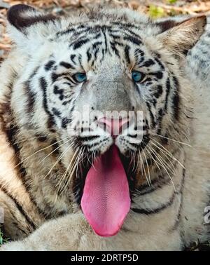 Eine Kopfaufnahme eines weißen Tigerkeubens, dessen Zunge heraushängt, im Tigergehege im National Zoological Park Delhi, auch bekannt als Delhi Zoo. Stockfoto