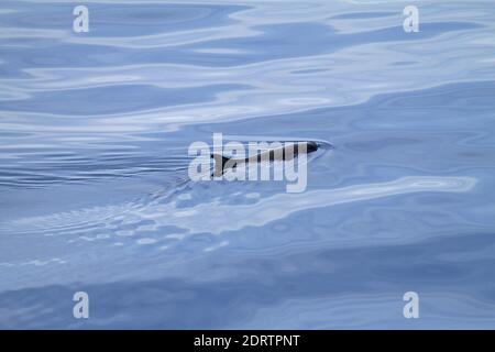 Zwerg Pottwal, Kogia Sima Stockfoto