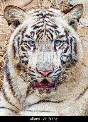 Eine Nahaufnahme des Gesichts/Kopfes eines weißen Tigers im Tigergehege im National Zoological Park Delhi, auch bekannt als Delhi Zoo. Stockfoto