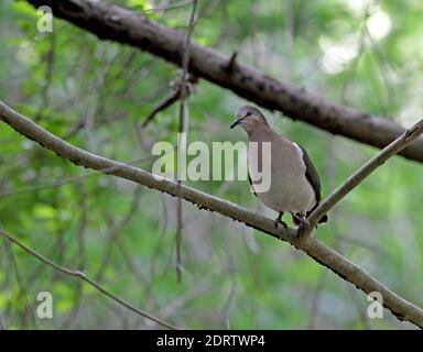 Grenada Dove, Leptotila wellsi) kritisch gefährdet und endemisch auf der Insel Grenada in der Kleinen Antillen. Stockfoto