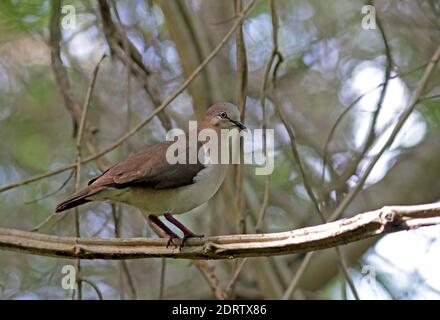 Grenada Dove, Leptotila wellsi) kritisch gefährdet und endemisch auf der Insel Grenada in der Kleinen Antillen. Stockfoto