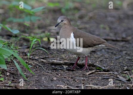 Grenada Dove, Leptotila wellsi) kritisch gefährdet und endemisch auf der Insel Grenada in der Kleinen Antillen. Stockfoto