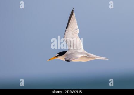 Vliegende Amerikaanse Dwergstern; Fliegen mindestens Tern (Sternula antillarum) Stockfoto