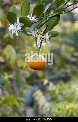 Nahaufnahme der hängenden reifen Mandarine oder Mandarine mit Blühte Blumen und Blätter im Garten Stockfoto