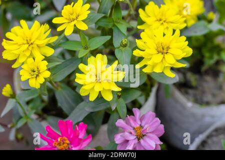 Nahaufnahme von schönen blühenden gelben Zinnia Blumen mit grünen Blätter im Hausgarten Stockfoto