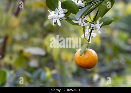 Hängende reife Mandarine oder Mandarine mit blühenden Blumen und Blättern Im Garten Nahaufnahme Stockfoto