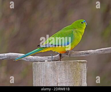 Kritisch bedrohte Orange-bellied Parrot (Neophema chrysogaster) auf einem Ast sitzend Stockfoto