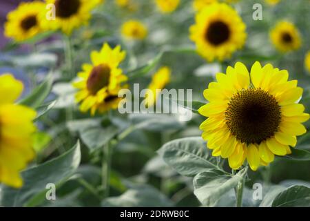 Nahaufnahme Sonnenblume natürlichen Hintergrund, Sonnenblume blüht. Feld der blühenden Sonnenblumen. Stockfoto