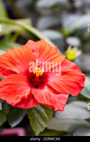 Rote Hibiscus rosa Sinensis Blume mit grünen Blättern im Inneren Hausgarten Stockfoto