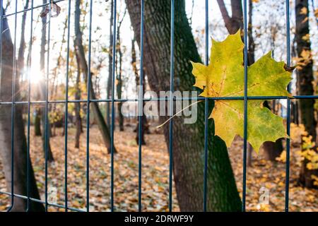 Hellgelbes Ahornblatt, das im Herbst am Zaun hängt sonnenaufgang Stockfoto
