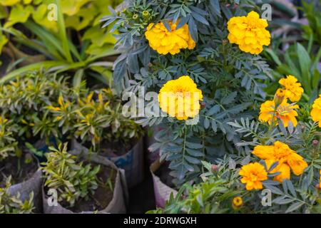 Gelbe Ringelblume mit Knospen im Kindergarten Stockfoto