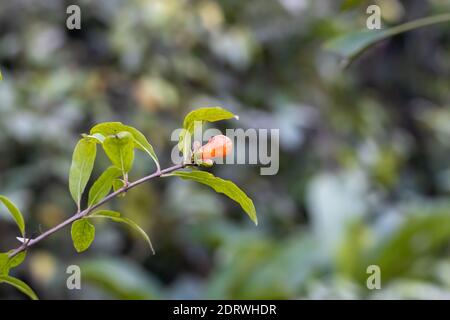 Ein Zweig des Granatapfels mit Blütenknospen, die in der wachsen Garten Stockfoto