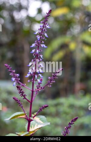 Amethyst Salbei Blume blüht im Dschungel Stockfoto