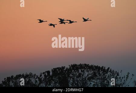 Nanchang, Chinas Provinz Jiangxi. Dezember 2020. Schwäne fliegen über das Feuchtgebiet des Wuxing-Naturschutzgebiets am Poyang-See in Nanchang, der ostchinesischen Provinz Jiangxi, am 21. Dezember 2020. Zahlreiche Zugvögel, darunter weiße Kraniche und Schwäne, sind im Feuchtgebiet am Poyang See angekommen und nehmen es als ihren Winterlebensraum. Quelle: Wan Xiang/Xinhua/Alamy Live News Stockfoto