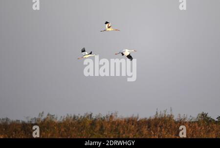 Nanchang, Chinas Provinz Jiangxi. Dezember 2020. Weiße Kraniche fliegen über das Feuchtgebiet des Wuxing-Naturschutzgebiets am Poyang-See in Nanchang, der ostchinesischen Provinz Jiangxi, am 21. Dezember 2020. Zahlreiche Zugvögel, darunter weiße Kraniche und Schwäne, sind im Feuchtgebiet am Poyang See angekommen und nehmen es als ihren Winterlebensraum. Quelle: Wan Xiang/Xinhua/Alamy Live News Stockfoto