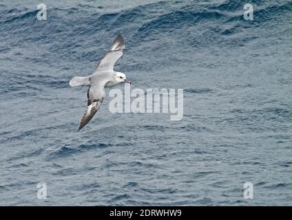 Südliche Eissturmvogel (Fulmarus glacialoide) Fliegen über dem südlichen Atlantik in der Nähe der Antarktis. Stockfoto