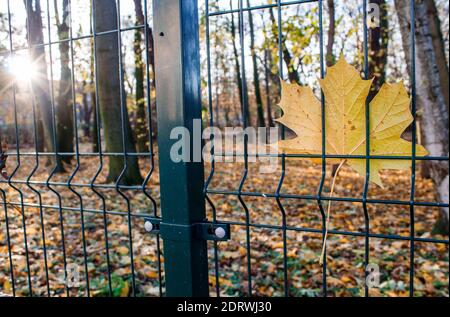 Hellgelbes Ahornblatt, das im Herbst am Zaun hängt sonnenaufgang Stockfoto