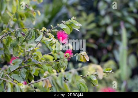 Blühte Blumen von Mimosa Baum oder Seidenbaum mit Ästen Und grüne Blätter im Dschungel Stockfoto