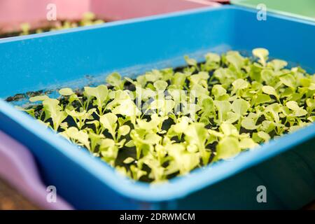 Junge Salatkeimlinge in einer blauen Baumschule Stockfoto