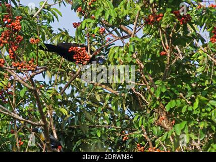 Kritisch bedrohte Trinidad Piping-Guan (Pipile pipile) hoch oben in einem Baum ot der Insel Trinidad. Stockfoto