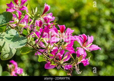 Pink Bauhinia Blume blüht, gemeinhin als Hong Kong Orchid Tree, die in den Hong Kong Botanic Gardens kultiviert und weit in H gepflanzt wird Stockfoto