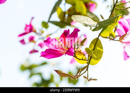 Pink Bauhinia Blume blüht, gemeinhin als Hong Kong Orchid Tree, die in den Hong Kong Botanic Gardens kultiviert und weit in H gepflanzt wird Stockfoto