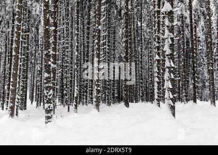 Wald im Winter, Baumstämme mit Schnee bedeckt Stockfoto