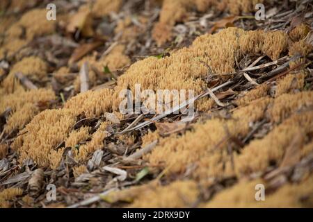 Beispiele von aufrechten Korallen Pilze, Ramaria stricta, wächst auf mulched Blumenbeete an der Seite einer belebten Straße. Gillingham Dorset England GB Stockfoto