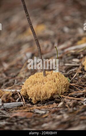 Beispiele von aufrechten Korallen Pilze, Ramaria stricta, wächst auf mulched Blumenbeete an der Seite einer belebten Straße. Gillingham Dorset England GB Stockfoto