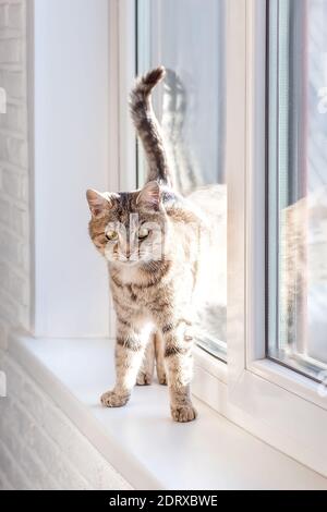 Niedliche graue tabby Katze steht (sitzend) auf dem Fenster. Schau mich an. Welt-Haustier-Tag. Weltkatzentag Stockfoto