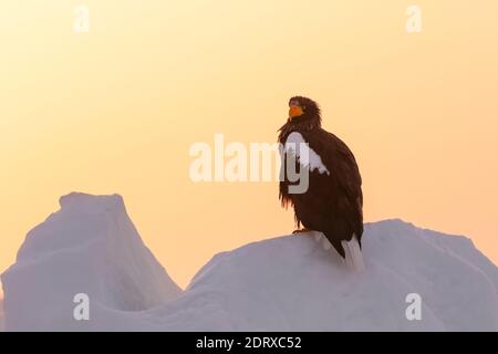 Der Steller Seeadler (Haliaeetus pelagicus) überwintern in Hokkaido, Japan Stockfoto