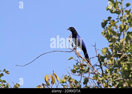 Violett-backed Jay (Cyanocorax Beecheii) ist eine endemische zum Pazifik Hang Küsten-tiefland von Nordwesten von Mexiko Stockfoto