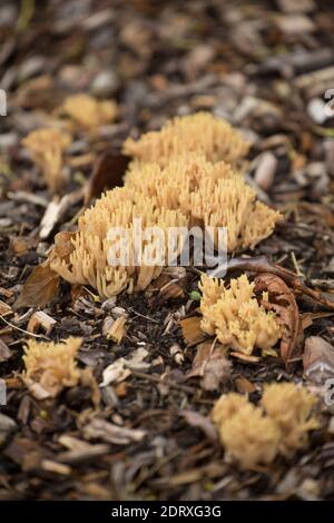 Beispiele von aufrechten Korallen Pilze, Ramaria stricta, wächst auf mulched Blumenbeete an der Seite einer belebten Straße. Gillingham Dorset England GB Stockfoto