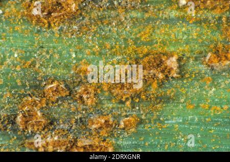 Photomikrograph von sporulierenden Blättern oder braunem Rost (Puccinia hordei) Pusteln und Sporen auf einem Gerstenblatt Stockfoto