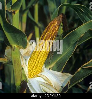 COB von Mais oder Mais (Zea mays) ausgesetzt, um die Kerne mit den Schalen oder Ohrenblätter zurückgezogen zeigen, Griechenland Stockfoto