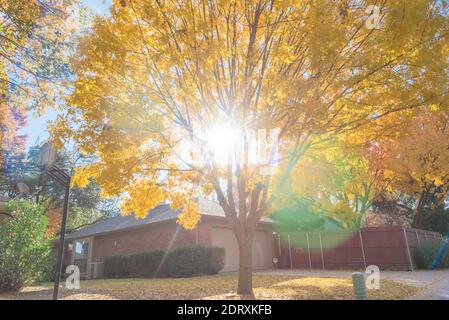 Sunburst durch schöne gelbe Herbst Laubbaum in der Nähe Vorstadt Einfamilienhaus in Dallas, Texas, Amerika. Heller Herbst hinterlässt Farbe entlang der Rückseite Stockfoto