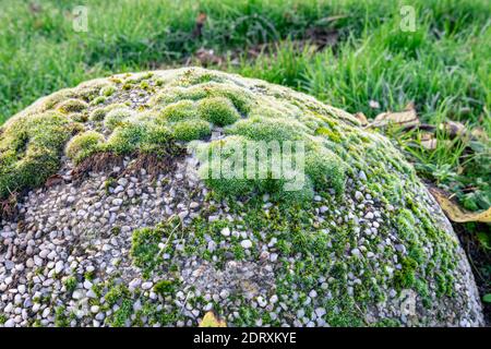 Moos wächst auf einem großen Stein Stockfoto